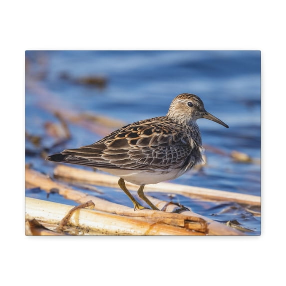 Majestic Sandpiper at the Edge of a Pond Print Animal Wall Art Wildlife Canvas Prints Wall Art Ready to Hang Unframed