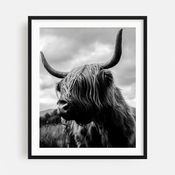 Majestic Scottish Highland Cow - Scotland United Kingdom Photography Highland Cow Black and White Animal Wildlife Rustic Nature Pastoral Black Framed Wall Art Print 18 x 24 inches