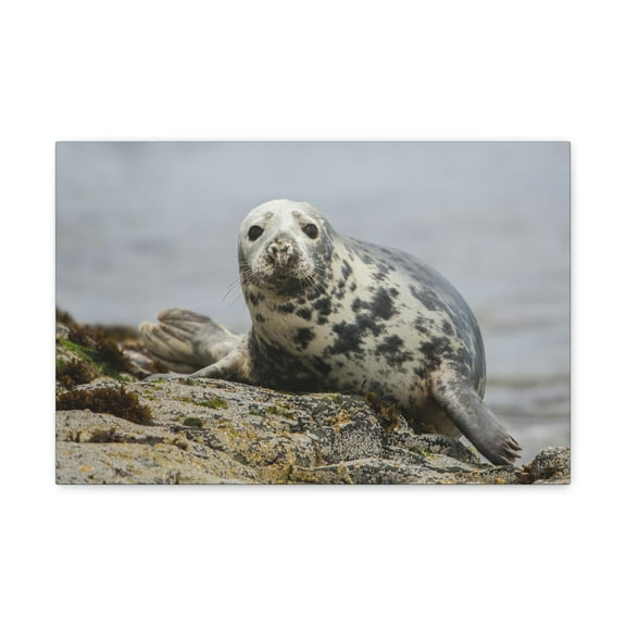 Majestic Seal Art Majestic Seal Print Animal Wall Art Wildlife Canvas Prints Wall Art Ready to Hang Unframed