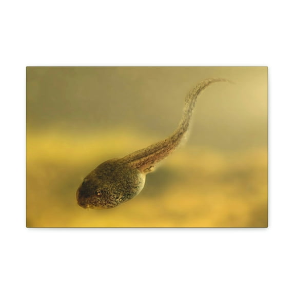 Majestic Tadpole Art Majestic Tadpole Print Animal Wall Art Wildlife Canvas Prints Wall Art Ready to Hang Unframed
