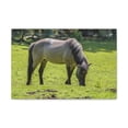 thumbnail image 1 of Majestic Tarpan Art Majestic Tarpan Print Animal Wall Art Wildlife Canvas Prints Wall Art Ready to Hang Unframed, 1 of 18