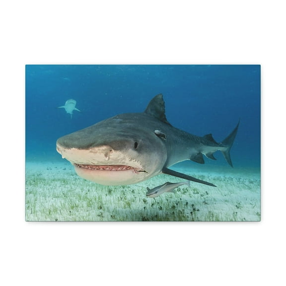 Majestic Tiger Shark Art Majestic Tiger Shark Print Animal Wall Art Wildlife Canvas Prints Wall Art Ready to Hang Unframed