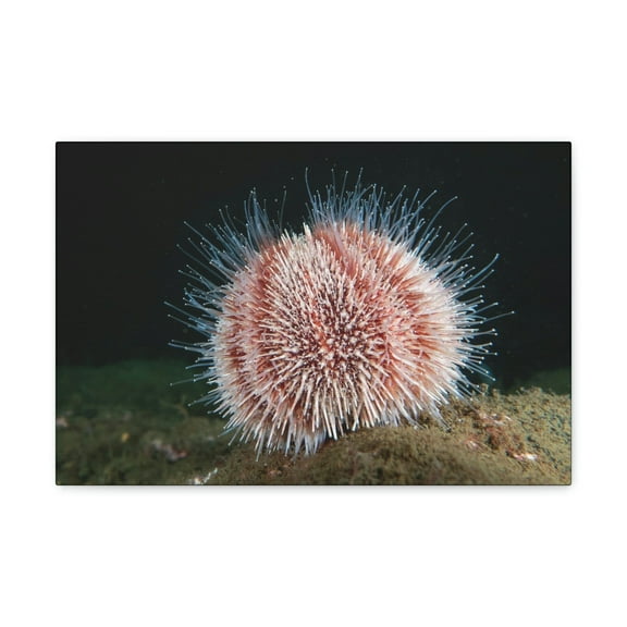 Majestic Urchin Art Majestic Urchin Print Animal Wall Art Wildlife Canvas Prints Wall Art Ready to Hang Unframed