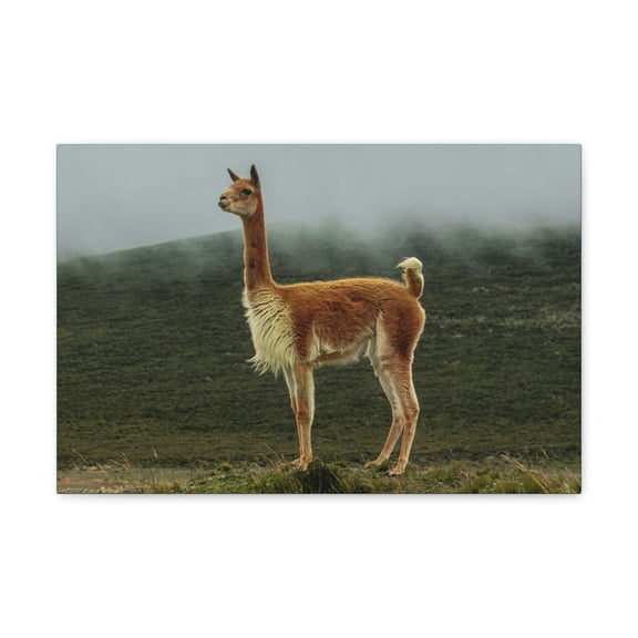Majestic Vicuna Art Majestic Vicuna Print Animal Wall Art Wildlife Canvas Prints Wall Art Ready to Hang Unframed