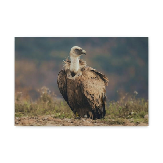 Majestic Vulture Art Majestic Vulture Print Animal Wall Art Wildlife Canvas Prints Wall Art Ready to Hang Unframed