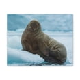 thumbnail image 1 of Majestic Walrus Art Majestic Walrus Print Animal Wall Art Wildlife Canvas Prints Wall Art Ready to Hang Unframed, 1 of 18