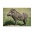 thumbnail image 1 of Majestic Warthog Art Majestic Warthog Print Animal Wall Art Wildlife Canvas Prints Wall Art Ready to Hang Unframed, 1 of 18