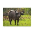 thumbnail image 1 of Majestic Water Buffalo Art Majestic Water Buffalo Print Animal Wall Art Wildlife Canvas Prints Wall Art Ready to Hang Unframed, 1 of 18