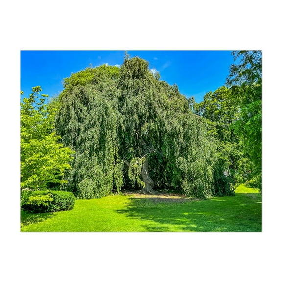 Majestic Weeping Beech Tree - Pennsylvania Photography Nature Botanical Forest Garden Woodland Scenic Summer Unframed Wall Art Print 30 x 40 inches