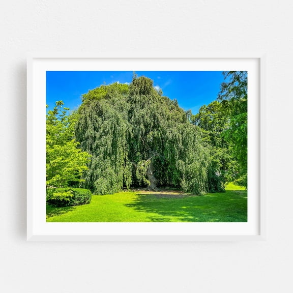 Majestic Weeping Beech Tree - Pennsylvania Photography Nature Botanical Forest Garden Woodland Scenic Summer White Framed Wall Art Print 5 x 7 inches