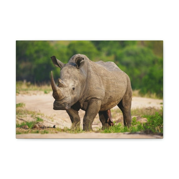 Majestic White Rhino Art Majestic White Rhino Print Animal Wall Art Wildlife Canvas Prints Wall Art Ready to Hang Unframed