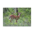 thumbnail image 1 of Majestic White Tailed Deer Art Majestic White Tailed Deer Print Animal Wall Art Wildlife Canvas Prints Wall Art Ready to Hang Unframed, 1 of 18