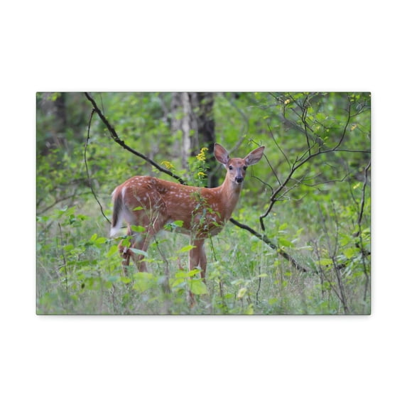 Majestic White Tailed Deer Art Majestic White Tailed Deer Print Animal Wall Art Wildlife Canvas Prints Wall Art Ready to Hang Unframed