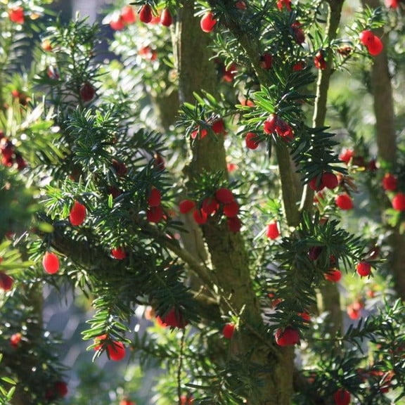 Majestic' Yew Taxus media - Evergreen Conifer for Hedges, Privacy, & Landscaping  6 Gallon