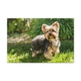 thumbnail image 1 of Majestic Yorkshire Terrier Art Majestic Yorkshire Terrier Print Animal Wall Art Wildlife Canvas Prints Wall Art Ready to Hang Unframed, 1 of 18