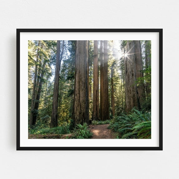 Majestic redwood trees under radiant sunlight - California Photography Forest Nature Woodland Scenic Wilderness Landscape Botanical Black Framed Wall Art Print 8 x 10 inches