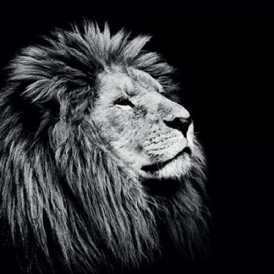 Majesty Canvas Art - Nicolas Evariste (24 x 24)