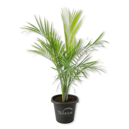 Majesty Palm - 1 Live Starter Plant - Ravenea Rivularis - Beautiful Clean Air Indoor Outdoor Houseplant