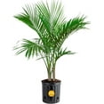 Majesty Palm Live Plant, Indoor and Outdoor Palm Tree, Potted in Plant