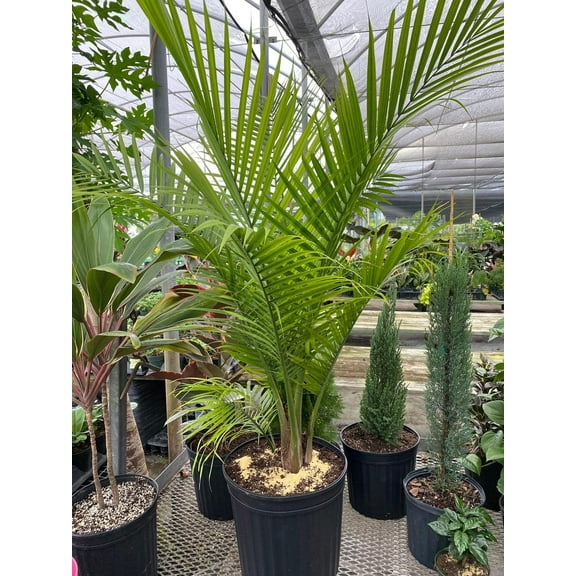 Majesty Palm-Ravenea rivularis-Indoor Tropical Plant for Home 12" Pot