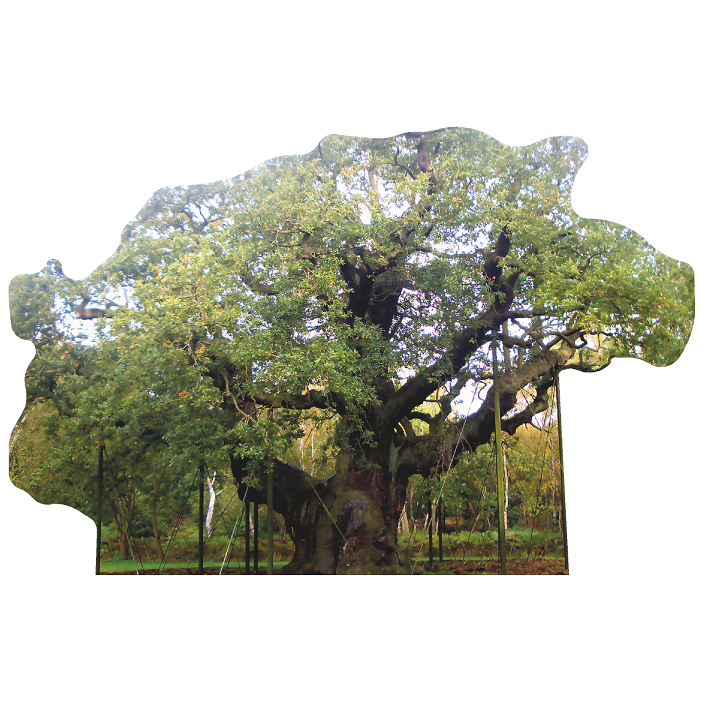 DD: Extra Large Cut Out Tree Pentacle | ヤマダウェブコム DD: Extra Large Cut Out Tree Pentacle