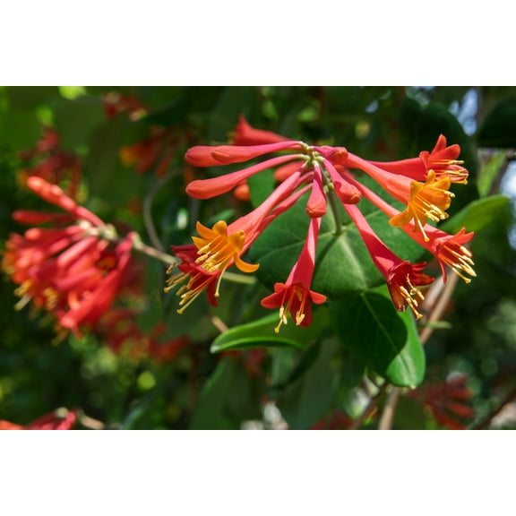 Major Wheeler Honeysuckle Vine - Perennial - Lonicera - 2.5" Pot - Fragrant