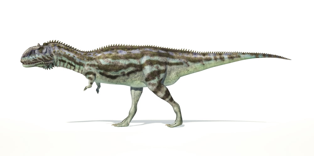 Majungasaurus dinosaur on white background Canvas Art - Leonello CalvettiStocktrek Images (20 x 10)
