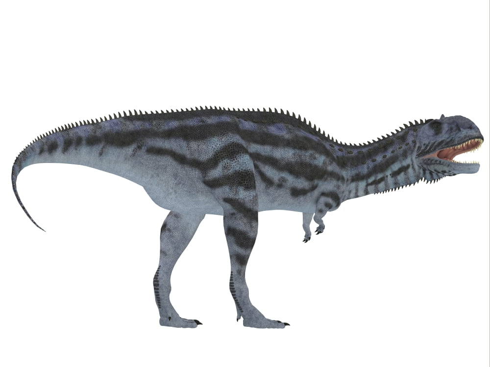 Majungasaurus dinosaur white background Canvas Art - Corey FordStocktrek Images (17 x 13)