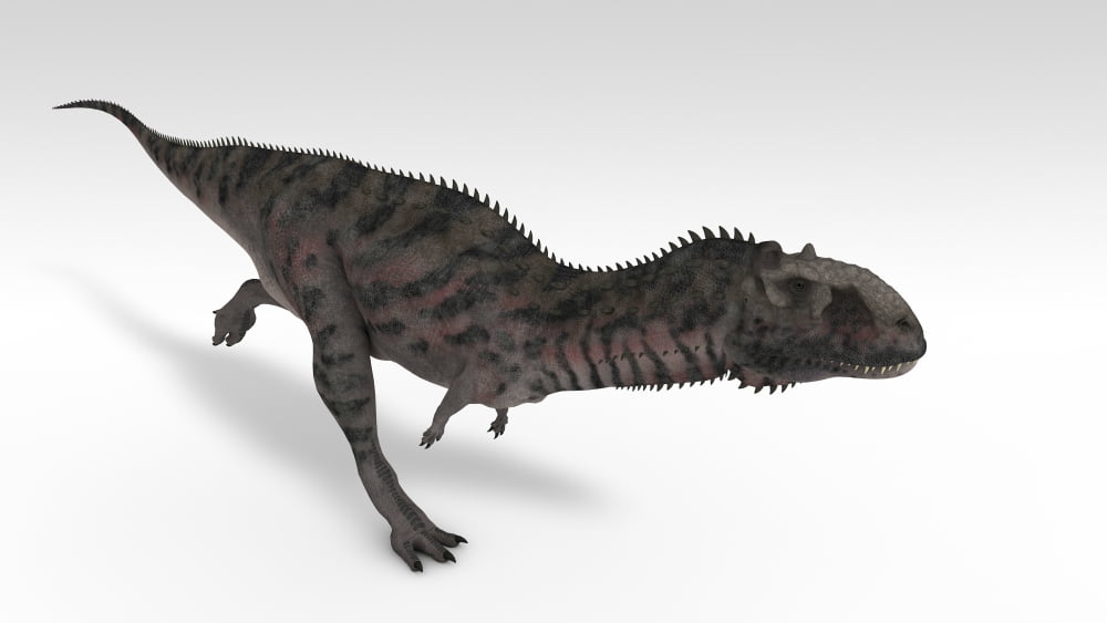 Majungasaurus dinosaur white background Canvas Art - Kostyantyn IvanyshenStocktrek Images (19 x 11)
