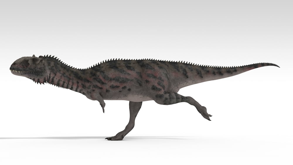 Majungasaurus dinosaur white background Canvas Art - Kostyantyn IvanyshenStocktrek Images (19 x 11)