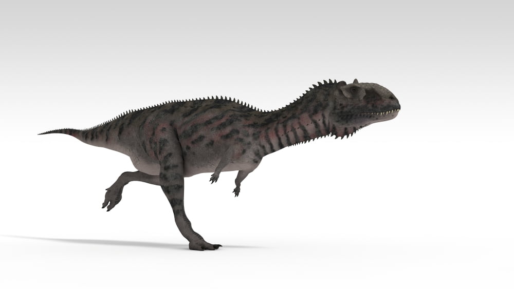 Majungasaurus dinosaur white background Canvas Art - Kostyantyn IvanyshenStocktrek Images (19 x 11)
