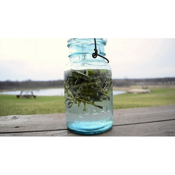 Make Willow Water - Natures Rooting Hormone - Get 25+ Thin Cuts, Rooting Hormone