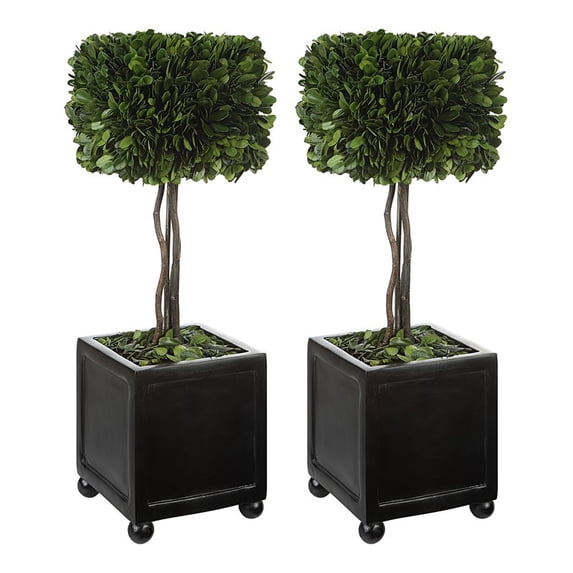 Maklaine Preserved Square Boxwood and Resin Topiaries in Black (Set of 2)