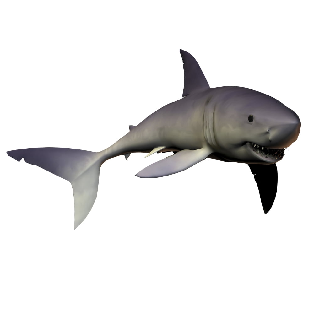 Mako Shark Canvas Art - Corey FordStocktrek Images (28 x 28)