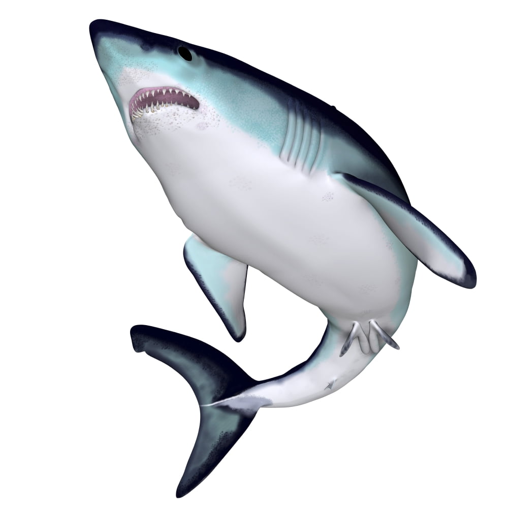 Mako Shark Canvas Art - Corey FordStocktrek Images (29 x 29)