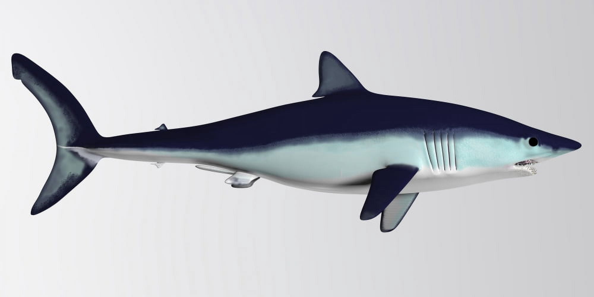 Mako Shark Canvas Art - Corey FordStocktrek Images (40 x 20)