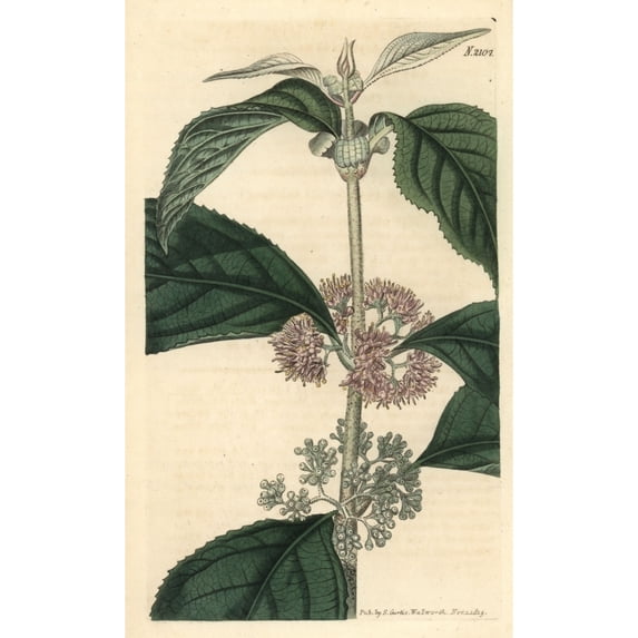 Malabar Hoary Callicarpa, Callicarpa Cana Poster Print By ® Florilegius Mary Evans (24 X 36)