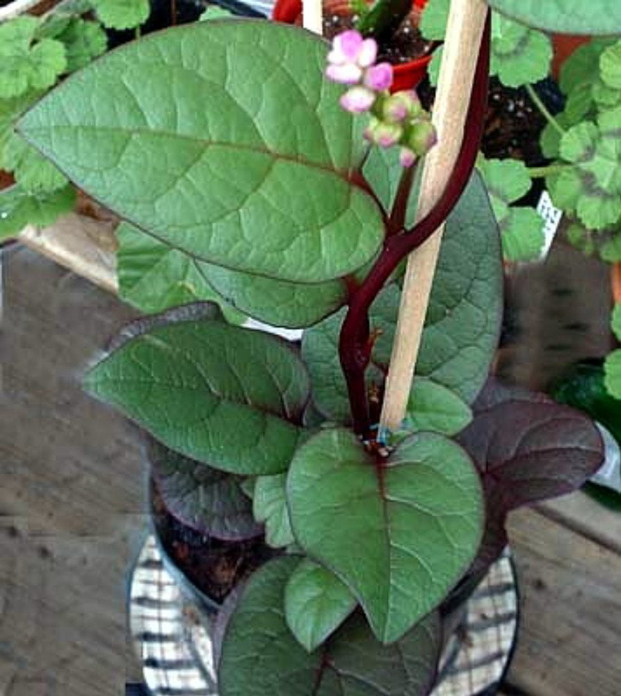 Malabar Red Spinach Plant - 4" Pot - Fresh Spinach Year Round Indoors
