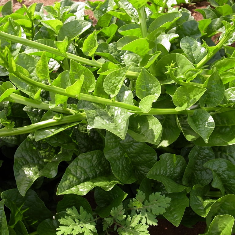 Malabar Spinach Seeds - Green Vines Supreme -4 oz ~3200 Seeds - Non-GMO, Heirloom - Vegetable Garden