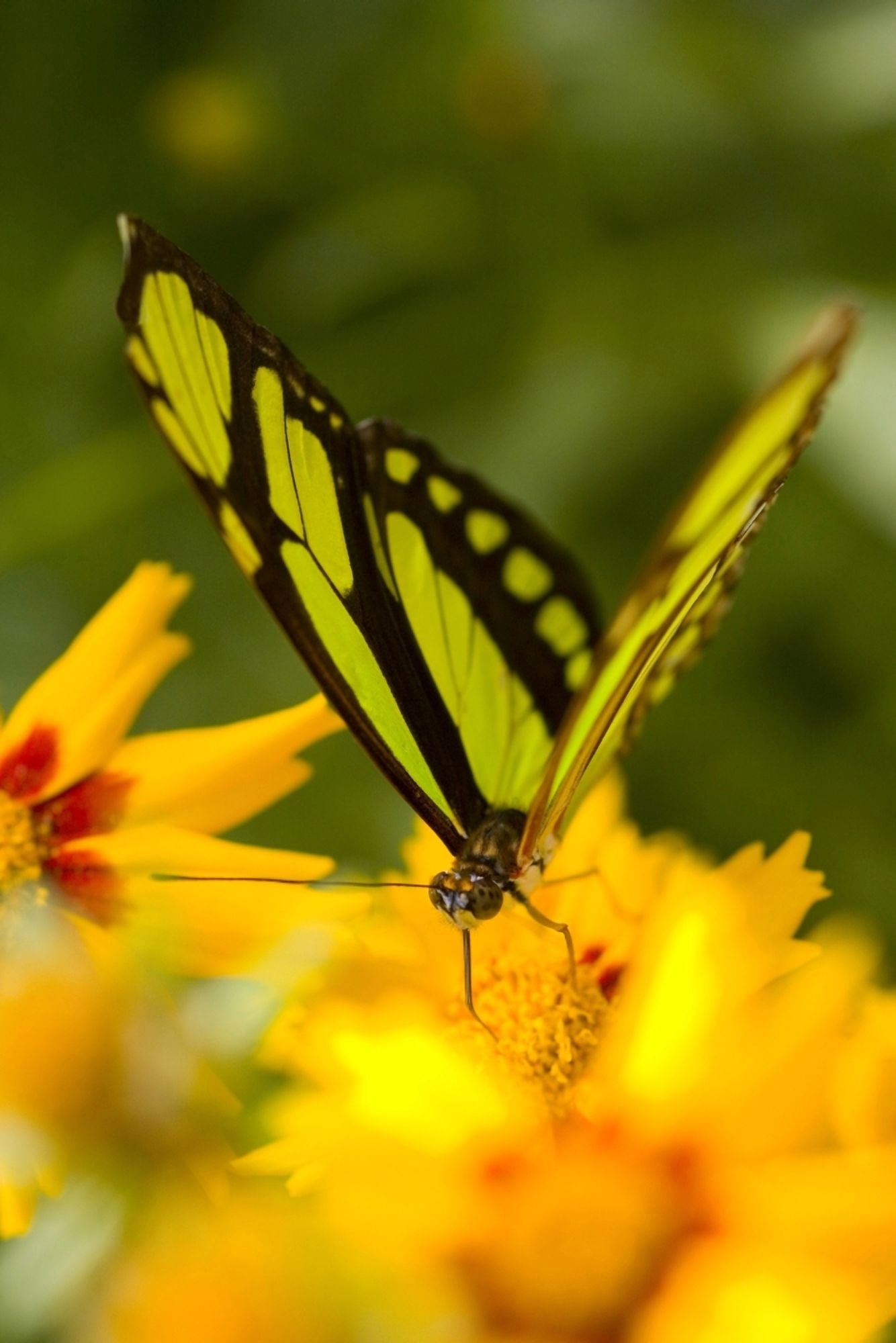 Malachite Butterfly On Flower Canvas Art - Craig Tuttle Design Pics (11 x 17)