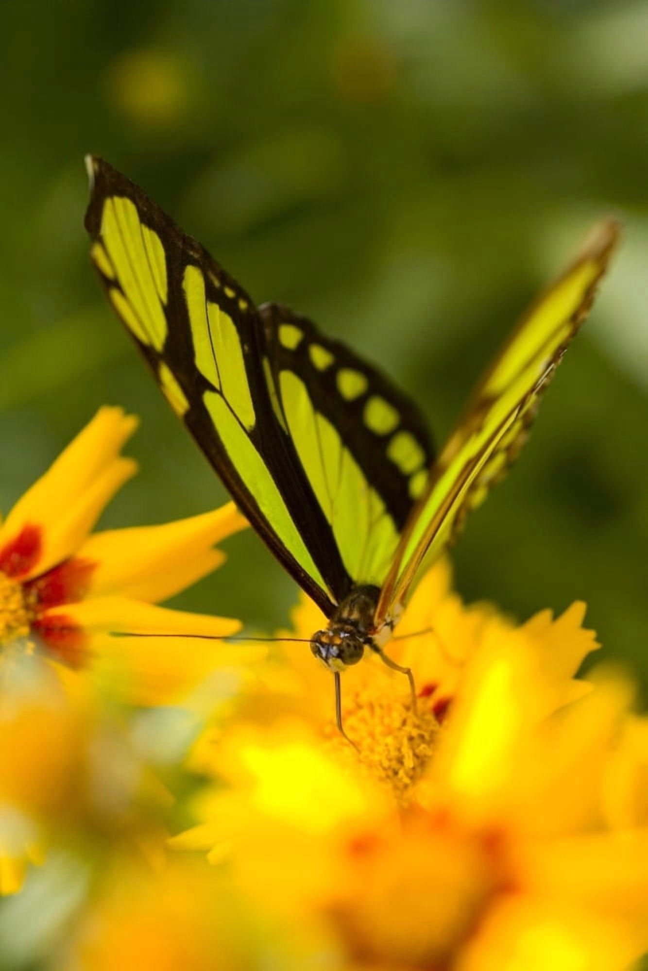 Malachite Butterfly On Flower Canvas Art - Craig Tuttle Design Pics (22 x 34)