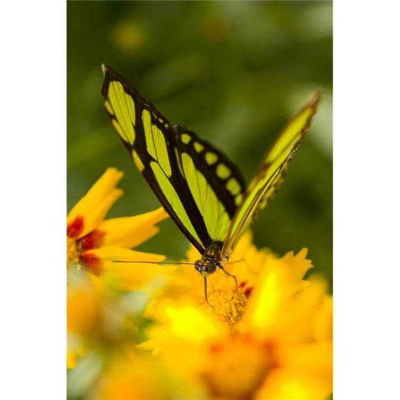 Malachite Butterfly On Flower Poster Print by Craig Tuttle - 11 x 17