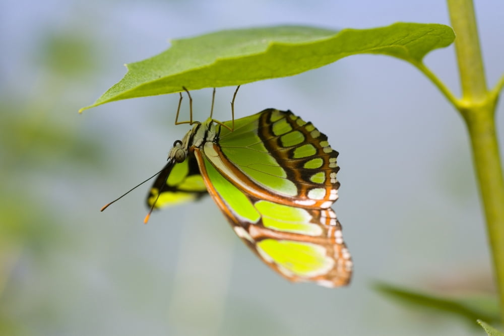 Malachite Butterfly On Leaf Canvas Art - Craig Tuttle  Design Pics (17 x 11)