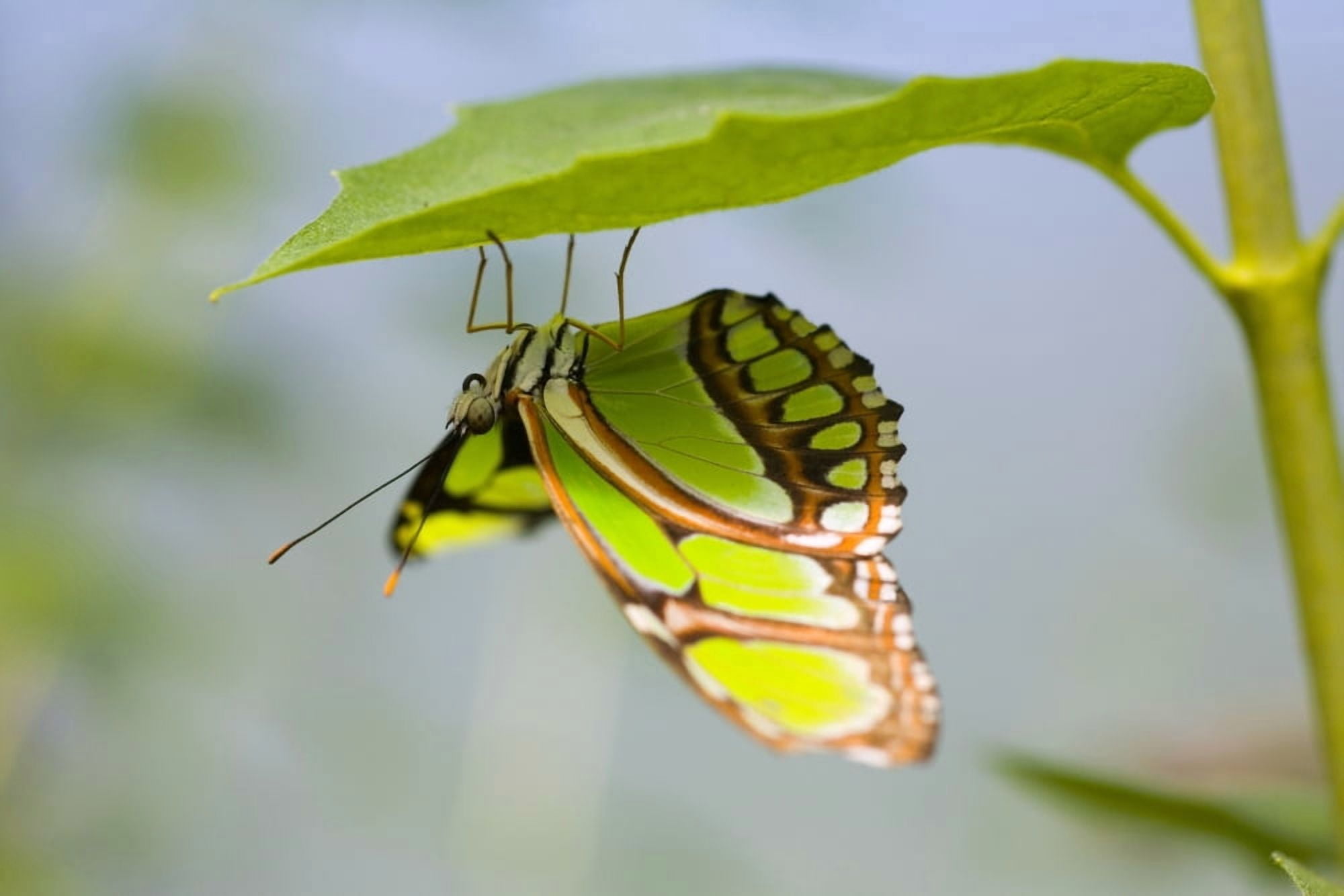 Malachite Butterfly On Leaf Canvas Art - Craig Tuttle Design Pics (34 x 22)