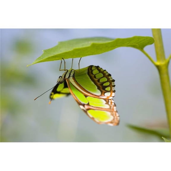 Malachite Butterfly On Leaf Poster Print by Craig Tuttle - 17 x 11