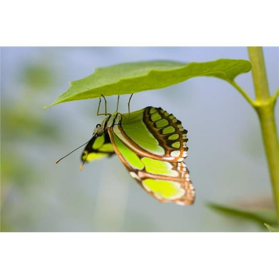 Malachite Butterfly On Leaf Poster Print by Craig Tuttle, 34 x 22 - Large