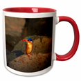 thumbnail image 1 of 3drose, Malachite Kingfisher, Alcedo Cristata, Kruger Np, South Africa, 15oz Two-tone Red Mug, 1 of 6