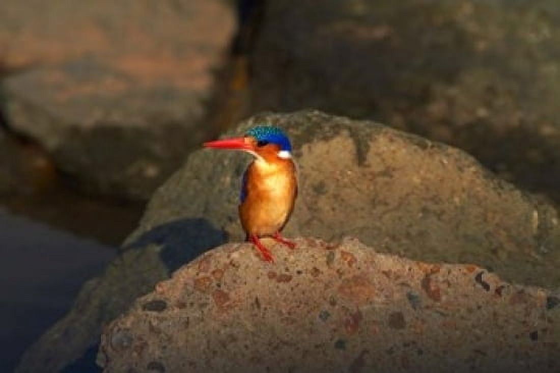 Malachite Kingfisher Alcedo cristata Kruger NP South Africa Canvas Art - David Wall  DanitaDelimont (24 x 15)