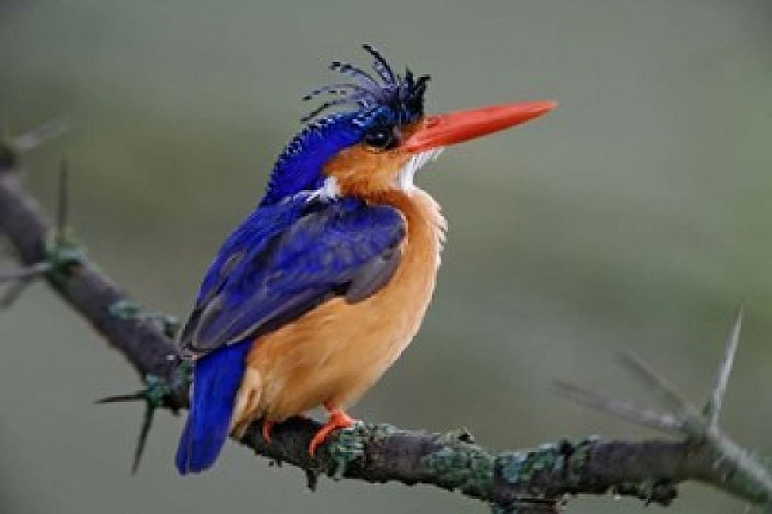 Malachite Kingfisher Lake Nakuru National Park Kenya Canvas Art - Adam Jones DanitaDelimont (35 x 24)