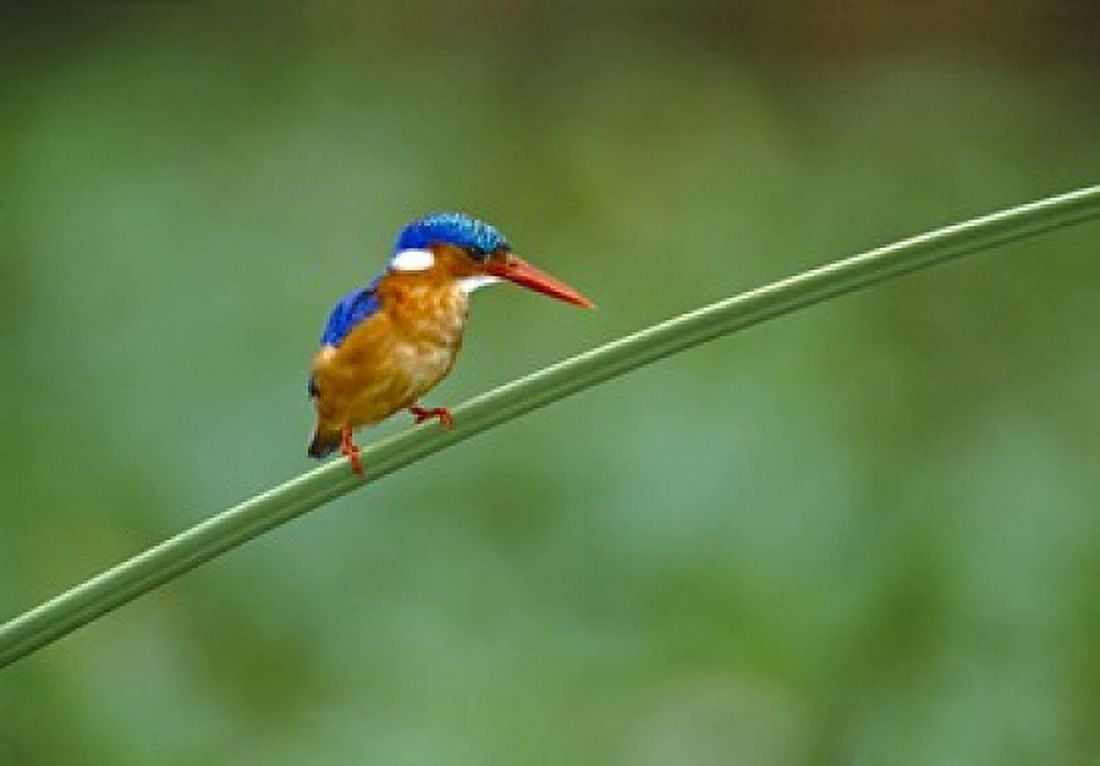 Malachite Kingfisher Tanzania Africa Canvas Art - Panoramic Images (16 x 12)